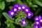 TheÂ common garden verbenaÂ (Glandularia Ã— hybrida, formerlyÂ VerbenaÂ hybrida) is a square-stemmed creeping plant.